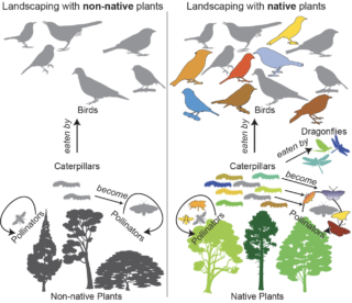 An info graphic showing how native species are better for the ecosystem.