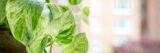 Green-leaved houseplant in the sun
