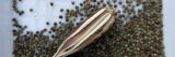A beige seed pod surrounded by small brown seeds