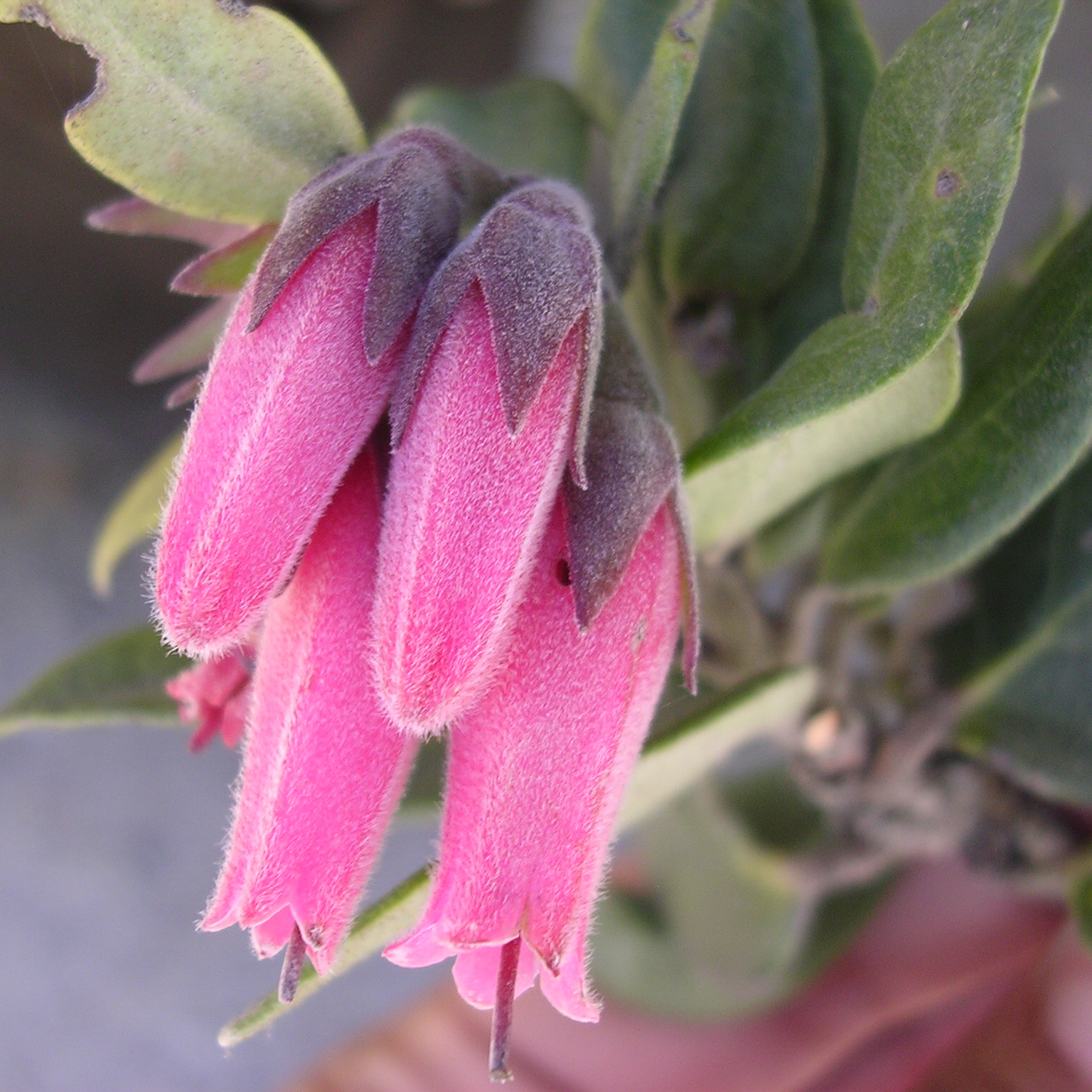 Ericaceae flower