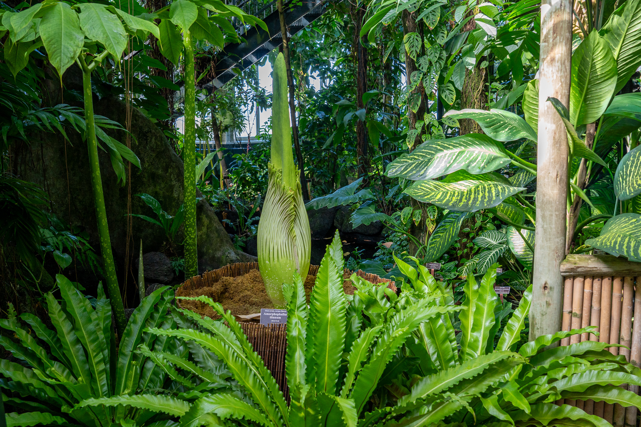 A tall green flower bud among abundant green foliage