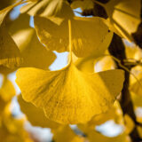 A bright yellow ginkgo leaf hangs among like foliage