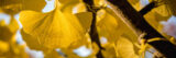 A yellow ginkgo leaf in the sunshine