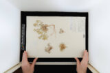An Herbarium staff member puts a plant specimen, mounted on paper, in a box. The plant specimen is a dried, green plant and it is identified by printed words in the bottom right corner.