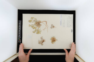 An Herbarium staff member puts a plant specimen, mounted on paper, in a box. The plant specimen is a dried, green plant and it is identified by printed words in the bottom right corner.