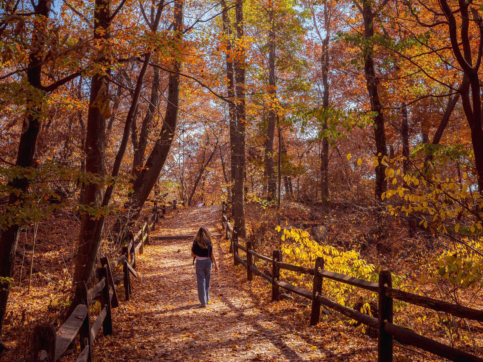 A person walks through a colorful fall forest of orange and yellow leaves
