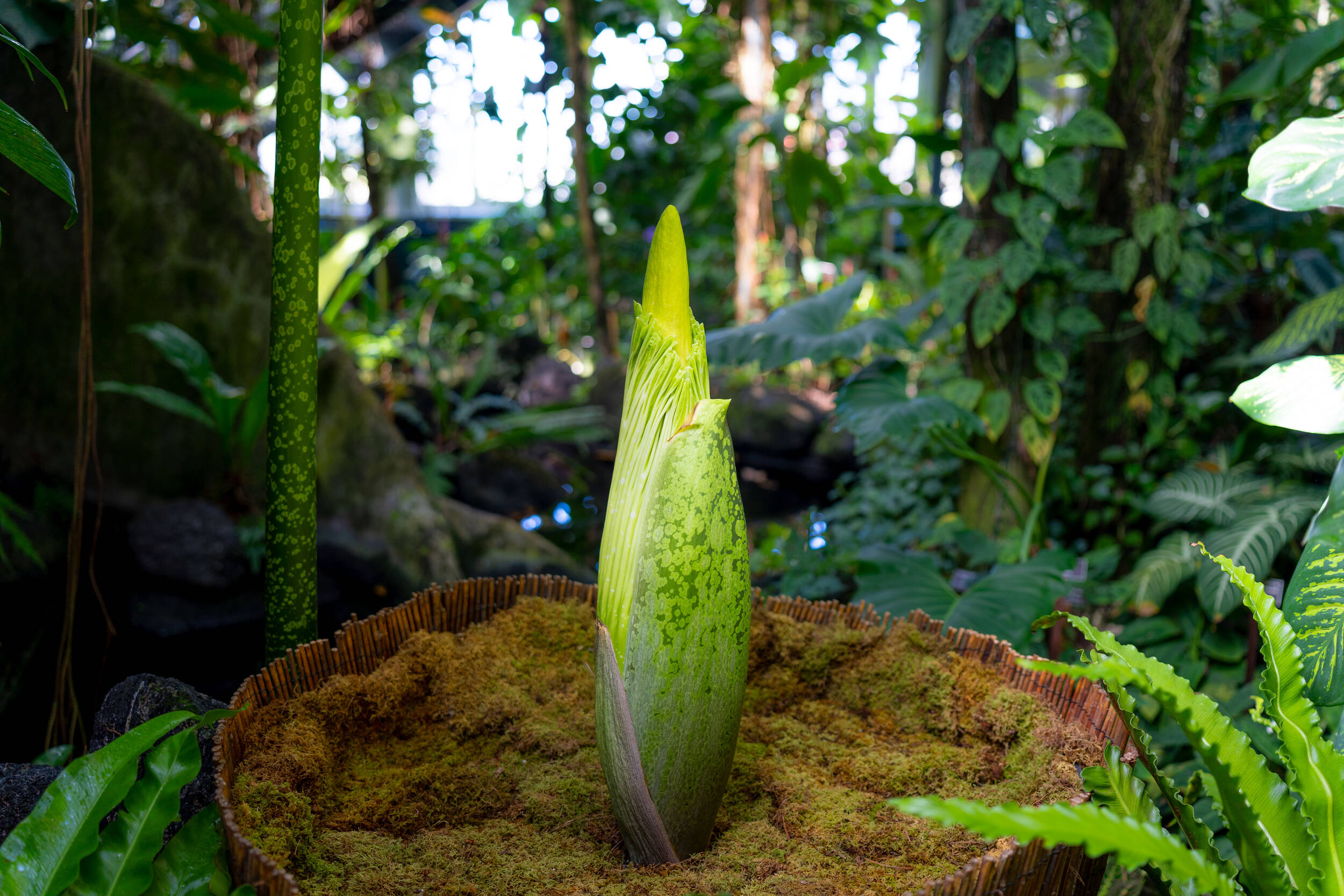 A large green flower bud among brown moss and green ferns