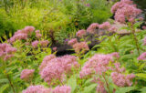 An arrangement of pink flowers in an outdoor garden