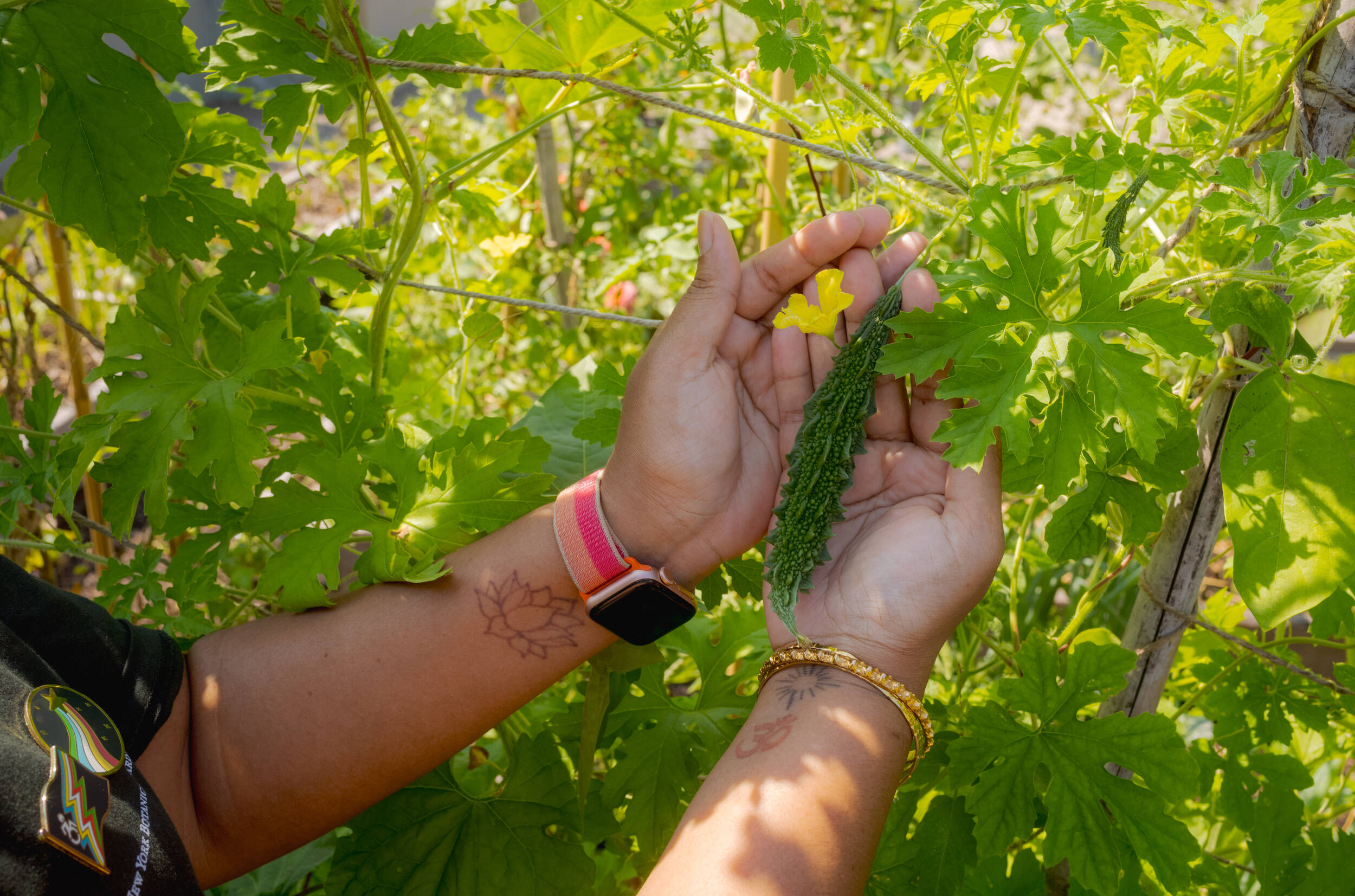 A close-up of Lakshmee’s hands gently holding a small, ridged green bitter melon growing on a vine. A yellow flower blooms nearby as sunlight filters through the leaves. Her wrists are adorned with gold jewelry and tattoos reflecting her heritage and culture.