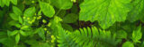 A diverse assortment of green leaves