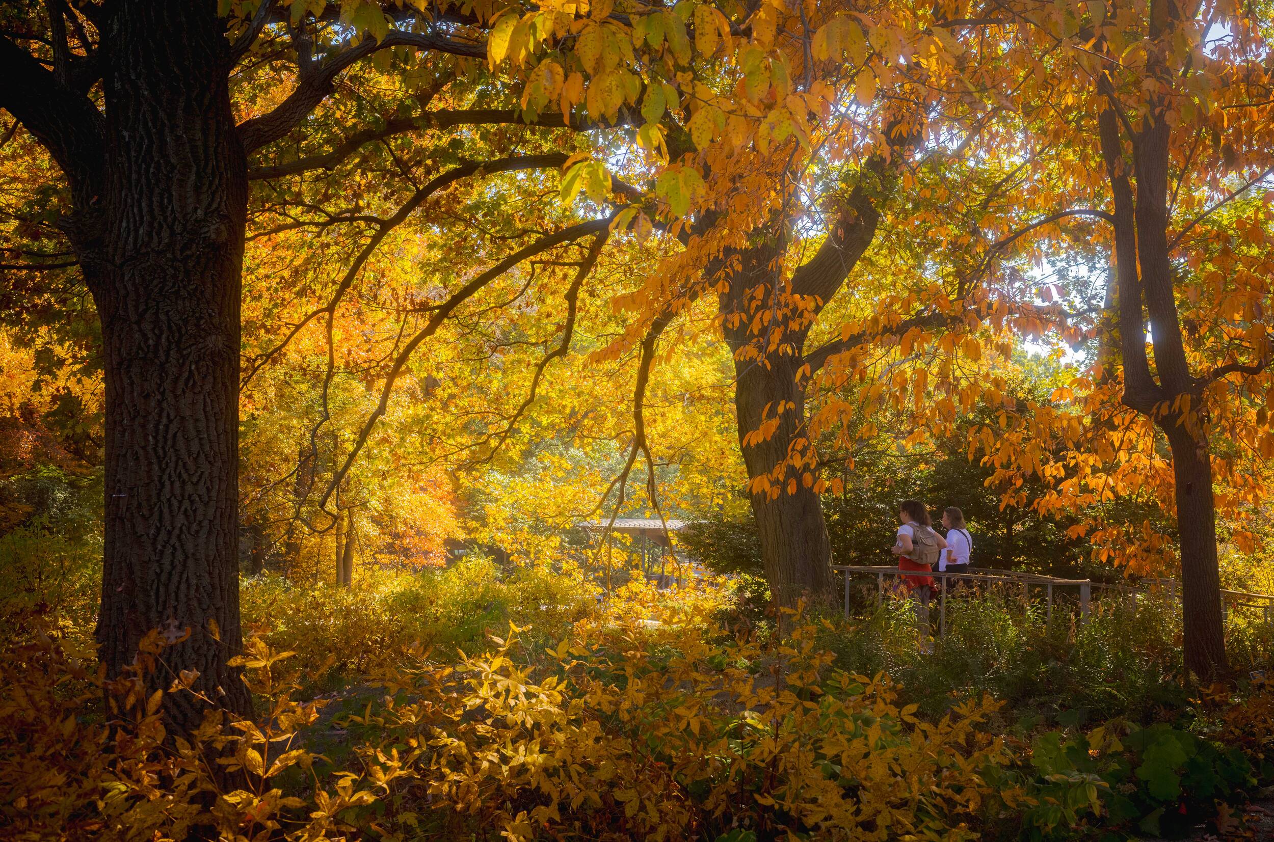 Two people walk along a forest trail beneath golden foliage