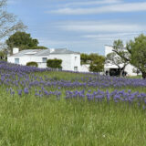 A white building set among a field of purple flowers beneath a blue sky