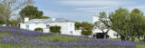 A white building preceded by a field of purple flowers, all under a blue sky