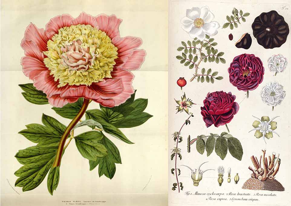 Illustrations of a pink flower with a yellow center and green leaves, and a number of purple flowers with green leaves and brown roots