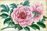 A colorful illustration of a pink flower with green leaves