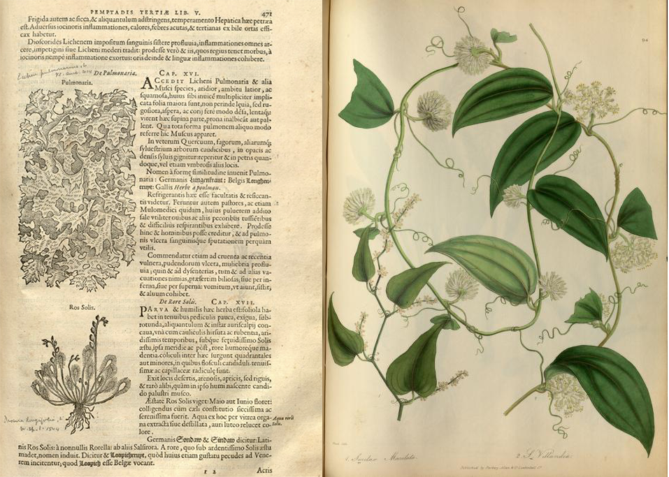 Juxtaposed images of a page from a book depicting black and white illustrations of plants, alongside a colorful green and white illustration of a flowering vine
