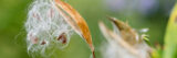 A cluster of fluffy white seeds emerges from a brown seed pod among green foliage