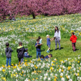 A group of young campers look at flowers in a field of daffodils and write notes in their journals.