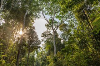 A tall canopy of green tropical trees in the jungle of Brazil.