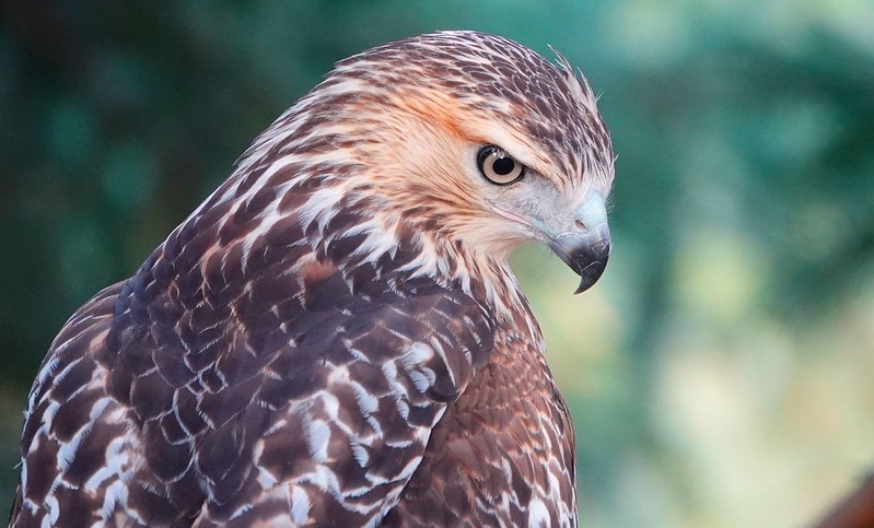 A brown and white bird of prey photographed up close