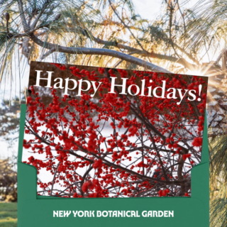 Holiday ecard that says "Happy Holidays!"