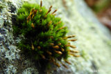 A close-up image of green moss
