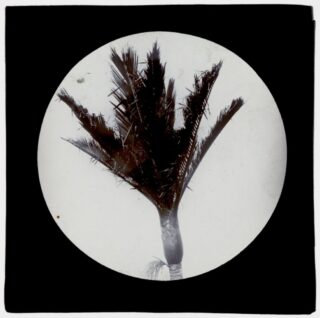 A round image depicting a palm tree, surrounded by black