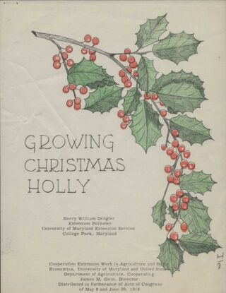 A green and red illustration of a plant with bright berries and leaves, featuring the words "Growing Christmas Holly"