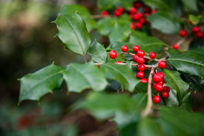 Bright red berries grow along branches covered in green leaves