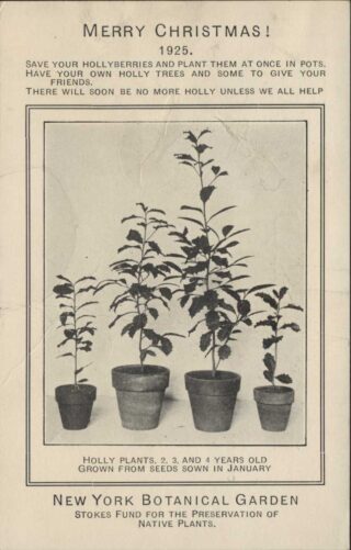 A black and white postcard featuring potted plants