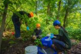 Three people in hardhats perform research in a sunny green forest