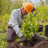 A person in an orange hard hat kneels to plant a green tree in a forest setting