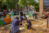Children in a schoolyard build a garden on a sunny day