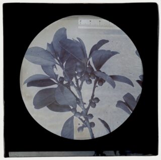A round glass slide bordered with black, depicting a monochromatic plant specimen