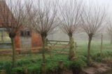 A foggy farm setting with four leafless trees