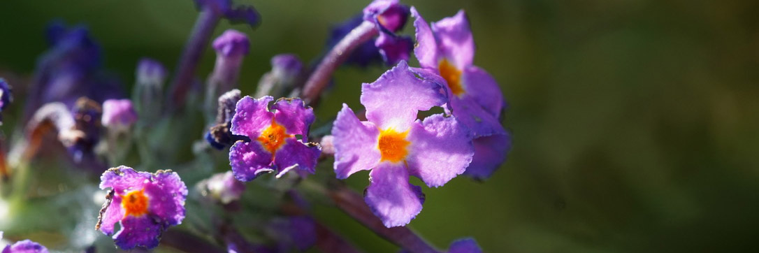 Let's Botanize® Book Talk & Workshop | New York Botanical Garden