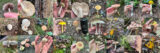 A mosaic of images depicting mushrooms found outdoors