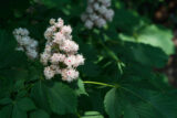 Clusters of red and white flowers among green foliage