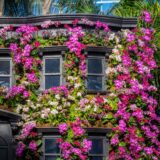 The Orchid Show's black brownstone facade covered in orchids of different colors mco dsc02033.jpg