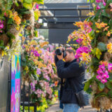 A person with a camera, wearing a black shirt and blue jeans, takes photos of colorful pink and orange flowers in a sunny conservatory
