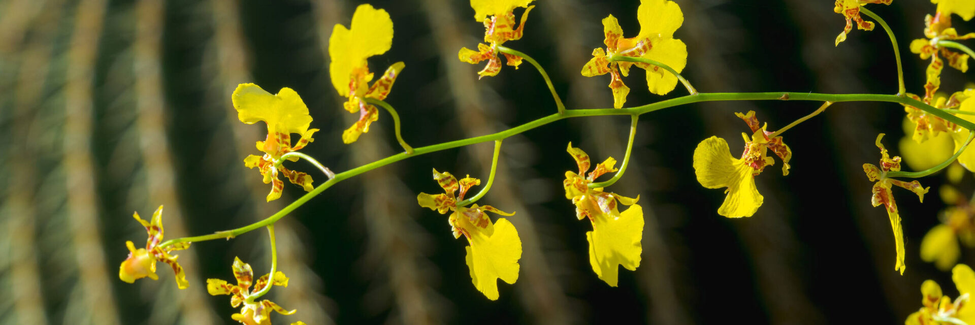 MCO DSC08857 3.1 1920x640