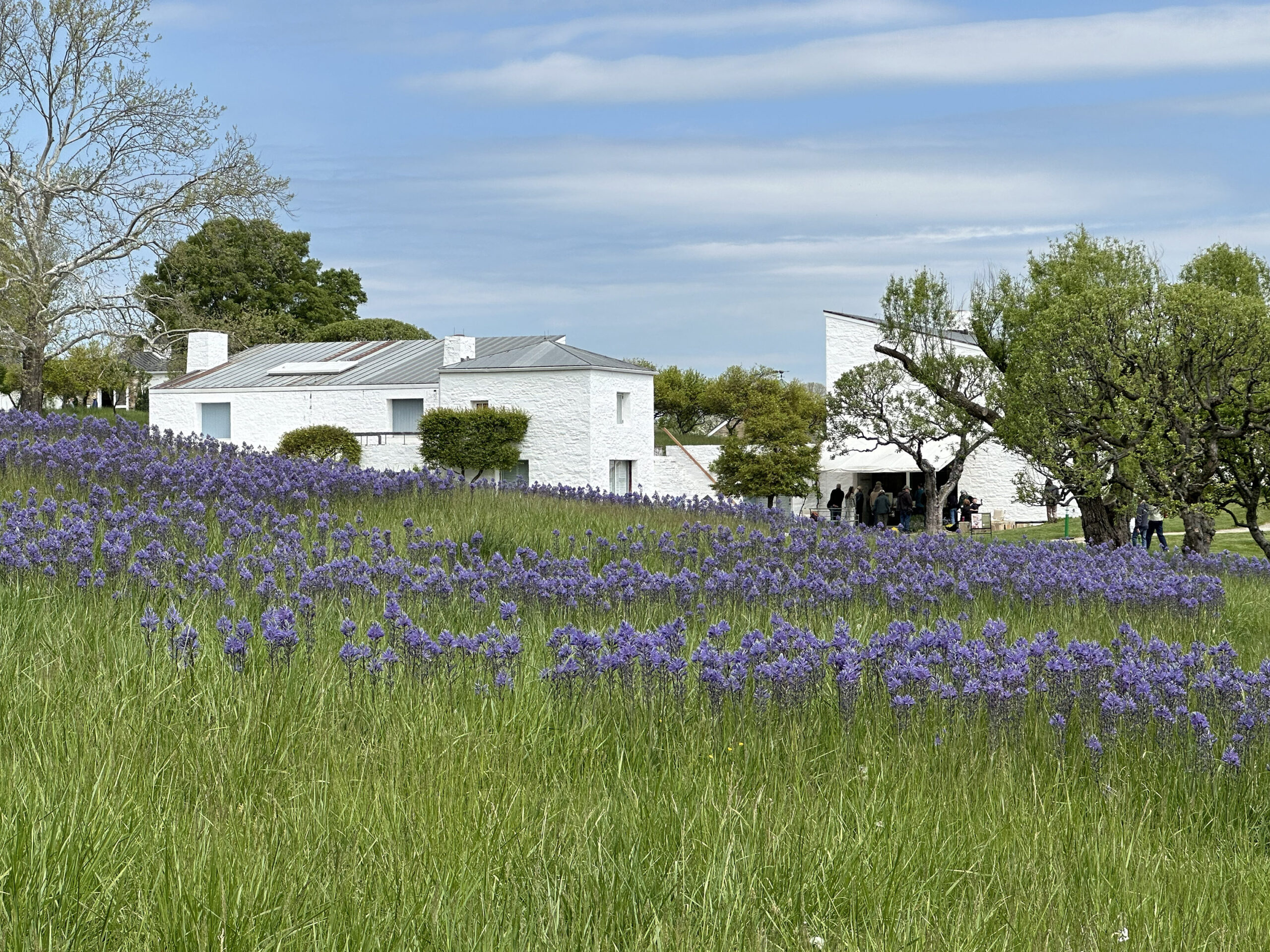 A white estate under a blue sky, set among a field of purple flowers and green grass