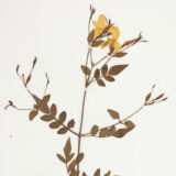 A brown and yellow flower specimen on a white background