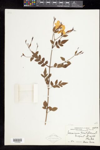 A brown and yellow plant specimen on a white background