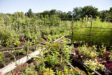 A sunny green vegetable garden under a blue sky