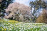 A big cherry tree in bloom above a field of white and yellow daffodils.