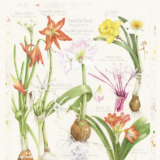 A page of illustrated flowers colored in red, yellow, pink, and green
