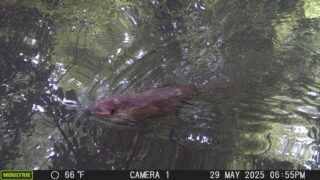 A picture taken of a beaver swimming in the water of the Bronx River.