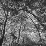 A black and white photo of a forest canopy