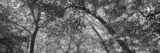 A black and white photo of a forest canopy